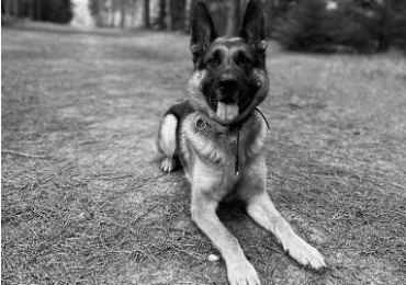 Residential Dog Training UK – Professional Dog Behaviour Solutions