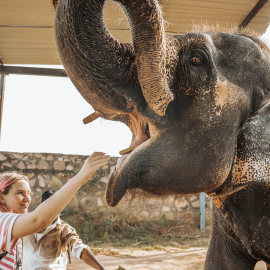 Visit the Best Elephant Sanctuary in Jaipur – Elefriendride