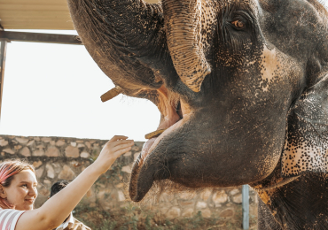 Visit the Best Elephant Sanctuary in Jaipur – Elefriendride