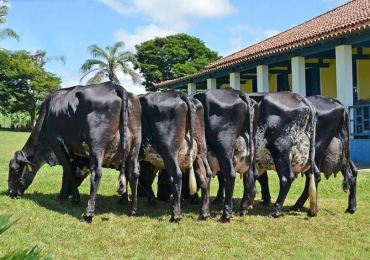 Seasonal Nutrition Solutions: Keeping Dairy Cattle Healthy Year-Round