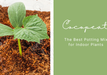 Cocopeat Soil for Plants | Best Plant Products Online