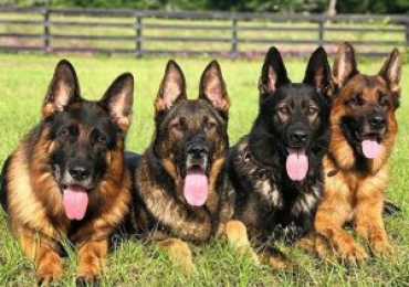 Trained German Shepherd for Sale | Loyal & Skilled Companions