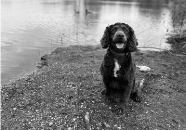 Residential Dog Training in Cambridge | Expert Canine Trainers