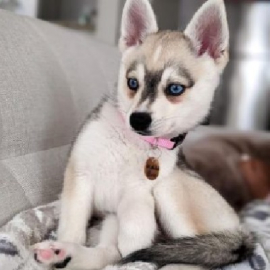 Klee Kai Puppies Find Your Perfect Puppy with Loving Temperament