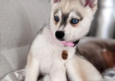 Klee Kai Puppies Find Your Perfect Puppy with Loving Temperament