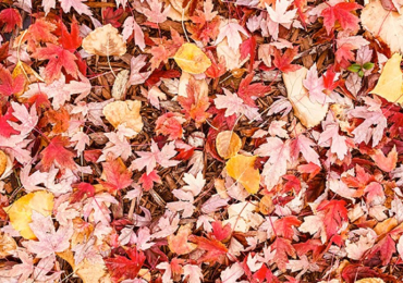 Affordable Leaf Blower Rentals Near You