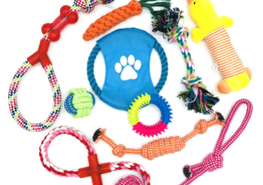 Important dog care items and travel gear to keep your pet happy and safe