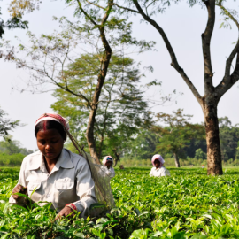 Places to Visit in Assam