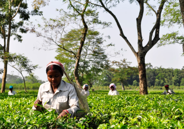 Places to Visit in Assam