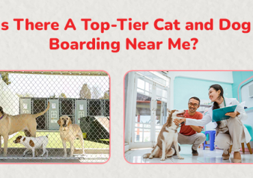 Pet Boarding Near Me | CGS Hospital