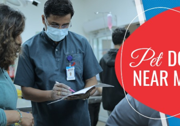 Pet Doctors Near Me | CGS Hospital Sarojini Nagar