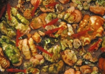 Opae Ula For Sale