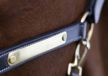 Padded Leather Halter for Horses | CanterCart
