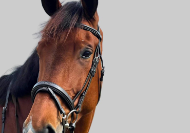 Premium Brown English Bridle Collection CanterCart