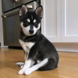 Buy Klee Kai Puppy Get Your Loyal Companion Today