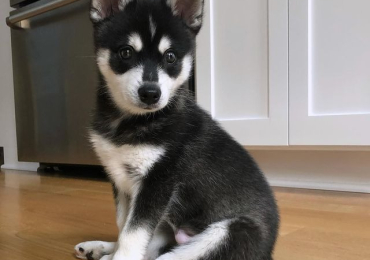 Buy Klee Kai Puppy Get Your Loyal Companion Today