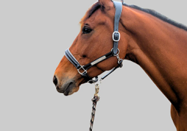 Brown English Bridle Collection | CanterCart
