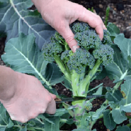 Farm Taxation Expert in Santa Maria Professional Tax Services for Your Farm