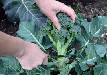 Farm Taxation Expert in Santa Maria Professional Tax Services for Your Farm