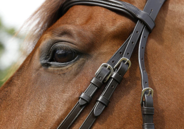 Good Quality Horse Tack Online at CanterCart