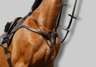 Affordable Horse Tack Online | CanterCart