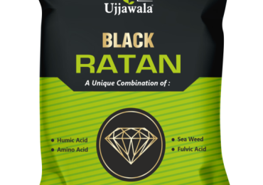 Ujjawala Black Ratan in jaipur